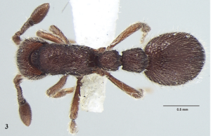New ant