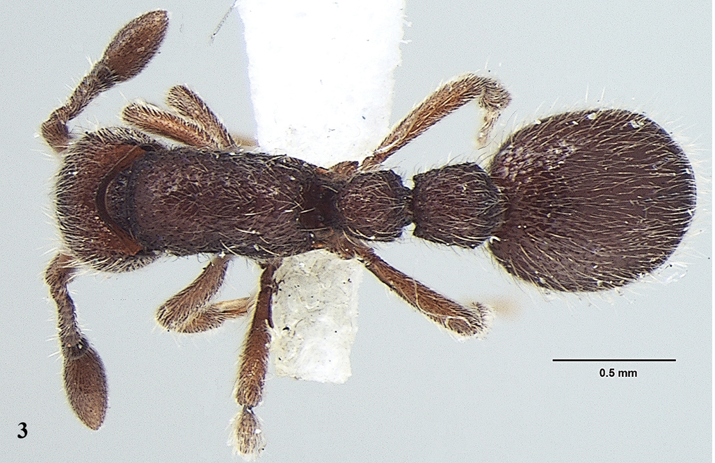 New ant species discovered