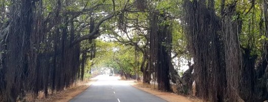 Hyderabad declared as Tree City