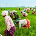 RS2085_food-agriculture-topic