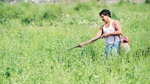 FarMart acqui-hires Subjimandi.app to scale its food supply chain across India