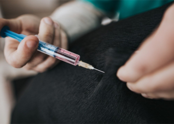 IIL to invest Rs. 700 crore in Hyderabad for new animal vaccine facility