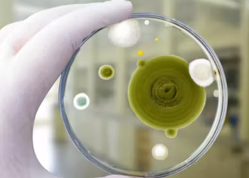 WHO releases list of health-threatening fungi