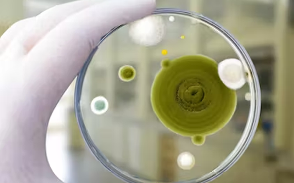 WHO releases list of health-threatening fungi