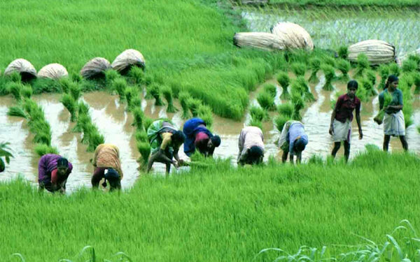 Centre to Revamp Agricultural Education