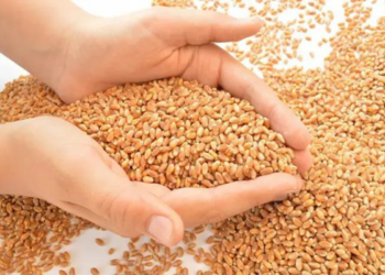 roll out of Center’s new integrated food security Scheme