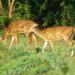 Bareilly to Have Wildlife University