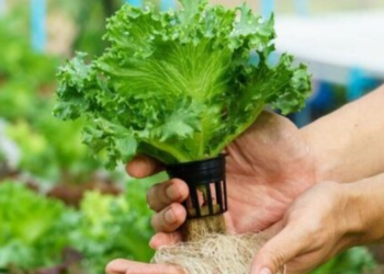 Kerala’s Biggest Hydroponic Farm to come up in Thiruvananthapuram