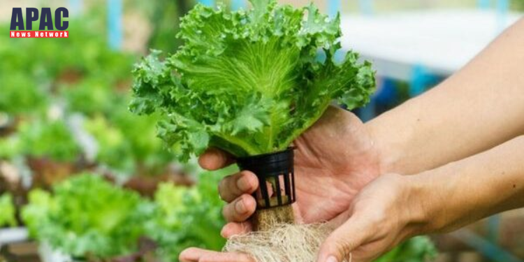 Kerala’s Biggest Hydroponic Farm to come up in Thiruvananthapuram