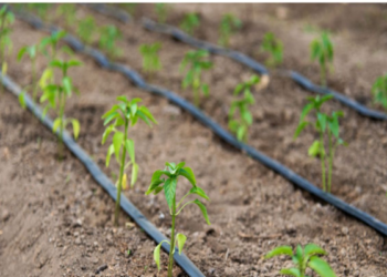 Israel Donates Drip Irrigation System to New Delhi Children’s Park on World Water Day