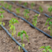 Israel Donates Drip Irrigation System to New Delhi Children’s Park on World Water Day