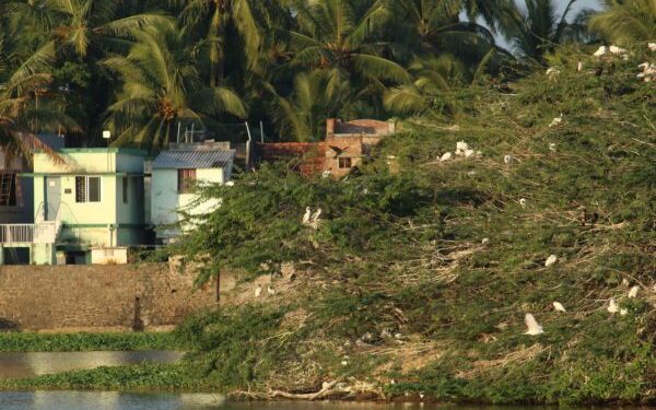 Draft notification fortifies Goa's wetland conservation efforts