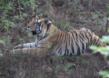 Tadoba Andhari Tiger Reserve's AI-based virtual wall to mitigate man-animal conflict