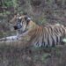 Tadoba Andhari Tiger Reserve's AI-based virtual wall to mitigate man-animal conflict
