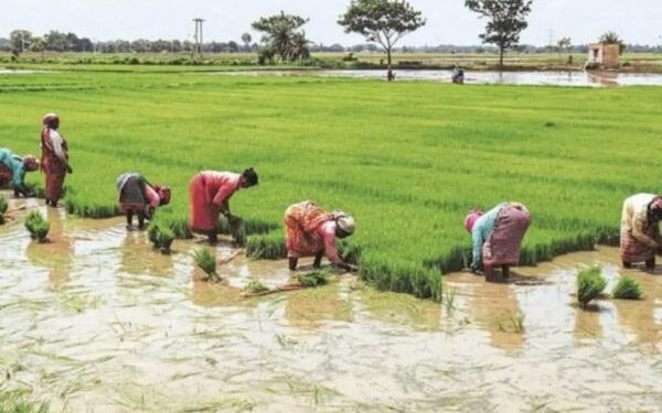 Over 250 acre under canal irrigation in Sangrur village project