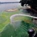 Toxic algal blooms in Hyderabad's Hussainsagar with sewage, industrial waste inflow