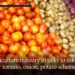 Agriculture ministry in talks to take over tomato, onion, potato scheme