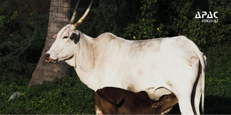 Tripura’s Animal Resources Development Department has pioneered Artificial Insemination with Sexed Semen Technology, becoming the first state in the Northeast to adopt it.