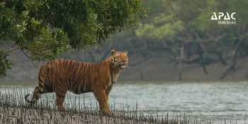 Sundarbans tiger census begins Nov 25 with 1,484 cameras and e-filing via updated M-STrIPES app. 250+ staff to aid all-India tiger estimation exercise.