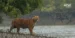 Sundarbans tiger census begins Nov 25 with 1,484 cameras and e-filing via updated M-STrIPES app. 250+ staff to aid all-India tiger estimation exercise.