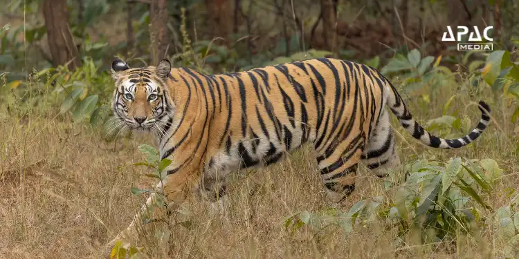 Smart solar-powered ANIDERS devices deployed in Sundarbans to deter straying tigers and curb human-animal conflict in buffer villages.