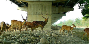PM Modi to Inaugurate Delhi–Dehradun Expressway on April 14 Amid NHAI WII Report Shows Wildlife Underpass Success