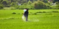 Kharif Fertilizer Availability Above 51% in India, Stocks at 200 LMT: Govt