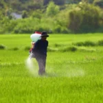 Kharif Fertilizer Availability Above 51% in India, Stocks at 200 LMT: Govt