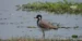 World Environment Day: Surha Tal Designated India’s 100th Ramsar Site