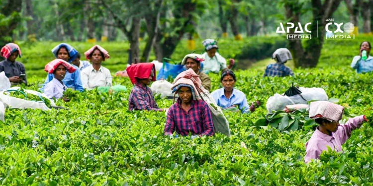 West Bengal Announces ₹313 Cr Boost for Tea Garden Workers